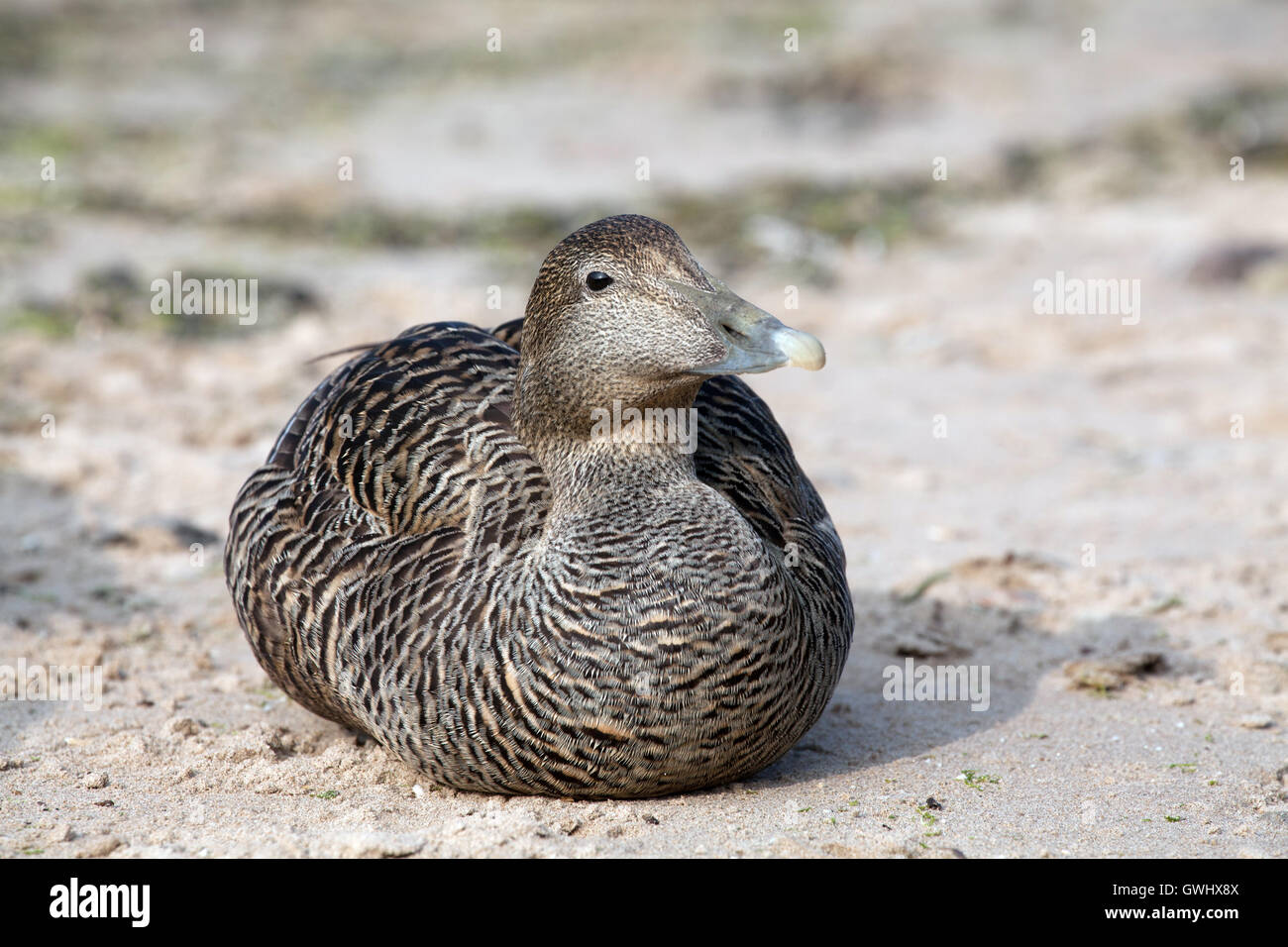 Femmina eider duck sulla spiaggia Seahouses in Northumberland Inghilterra Gran Bretagna Foto Stock