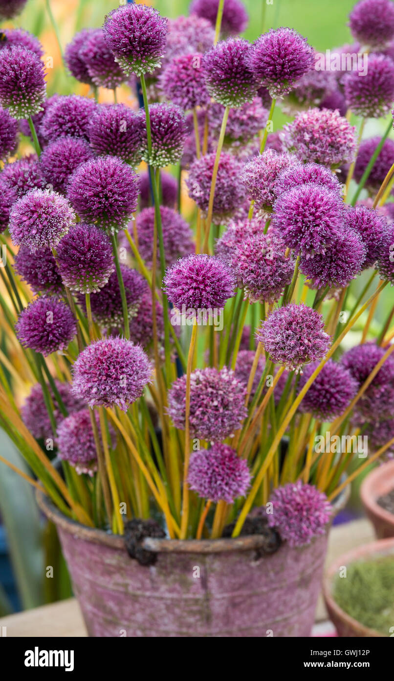 Allium sphaerocephalon. Testa tonda porri. A testa tonda Fiori di aglio in un display a flower show Foto Stock