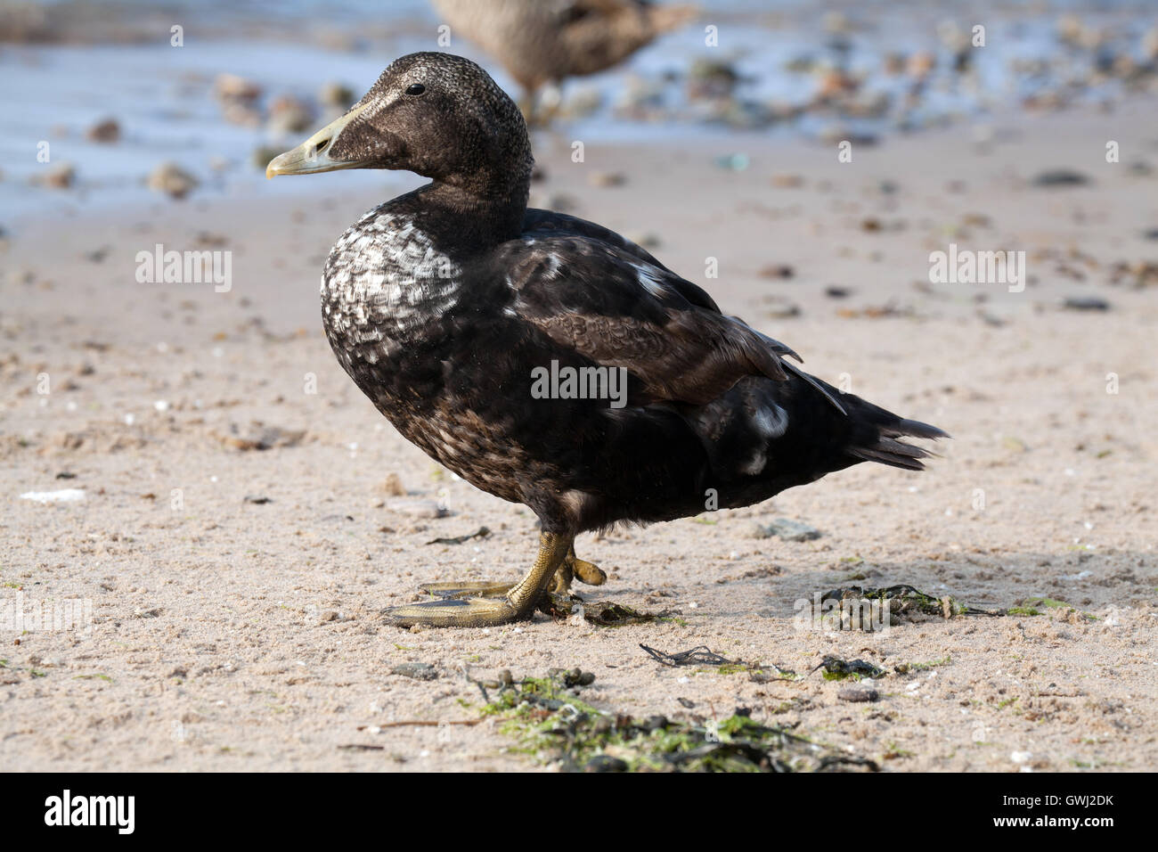 Eider duck sulla spiaggia Seahouses in Northumberland Inghilterra Gran Bretagna Foto Stock
