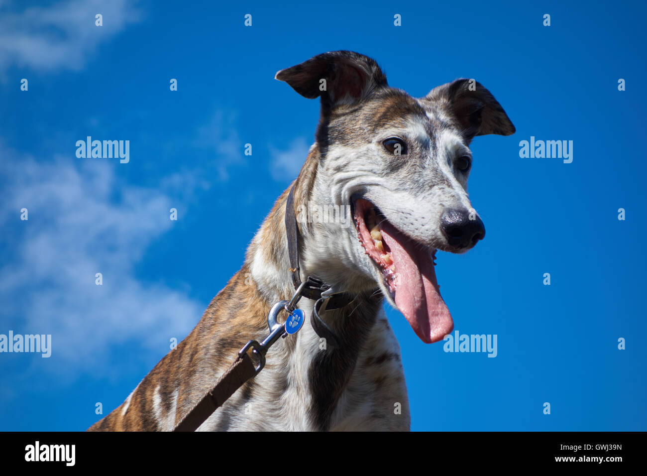 Lurcher ansimando contro un Cielo di estate blu. Regno Unito Foto Stock