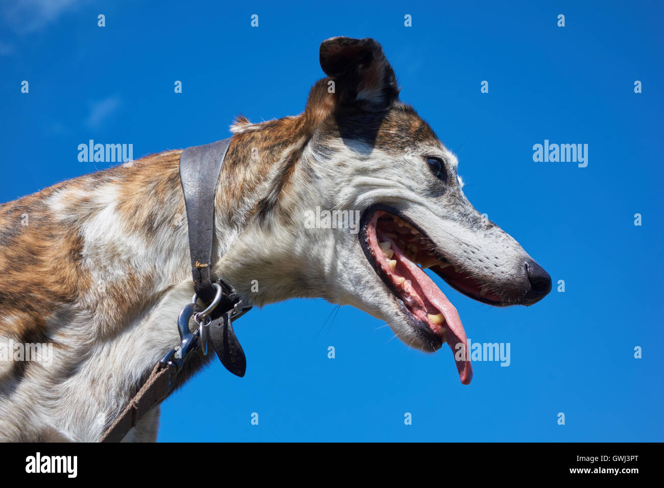 Lurcher ansimando contro un Cielo di estate blu. Regno Unito Foto Stock