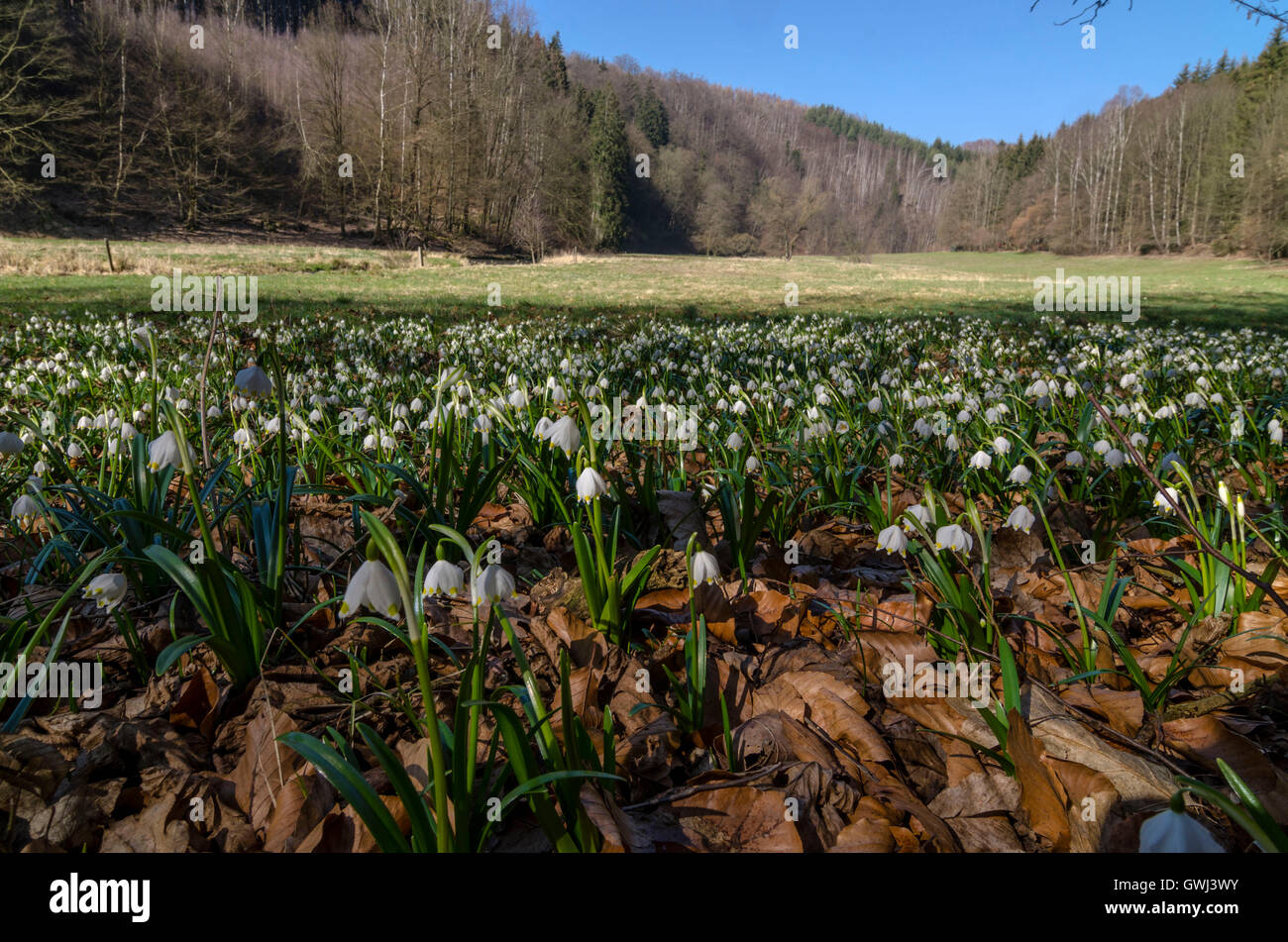 Elbsandstein, Maerzenbecherwiesen Polenztal im Foto Stock