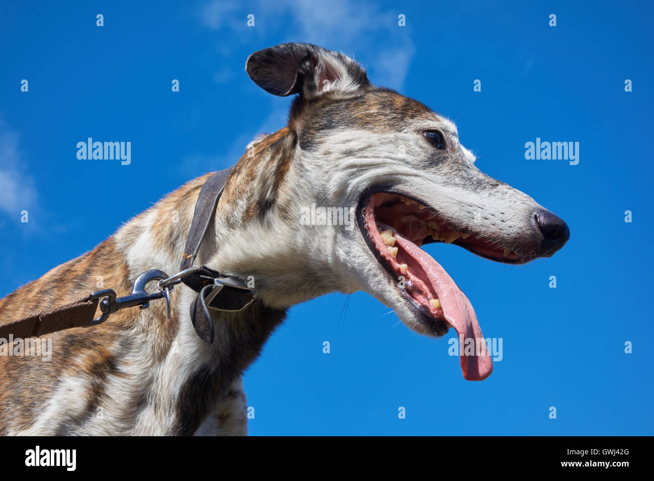 Lurcher ansimando contro un Cielo di estate blu. Regno Unito Foto Stock