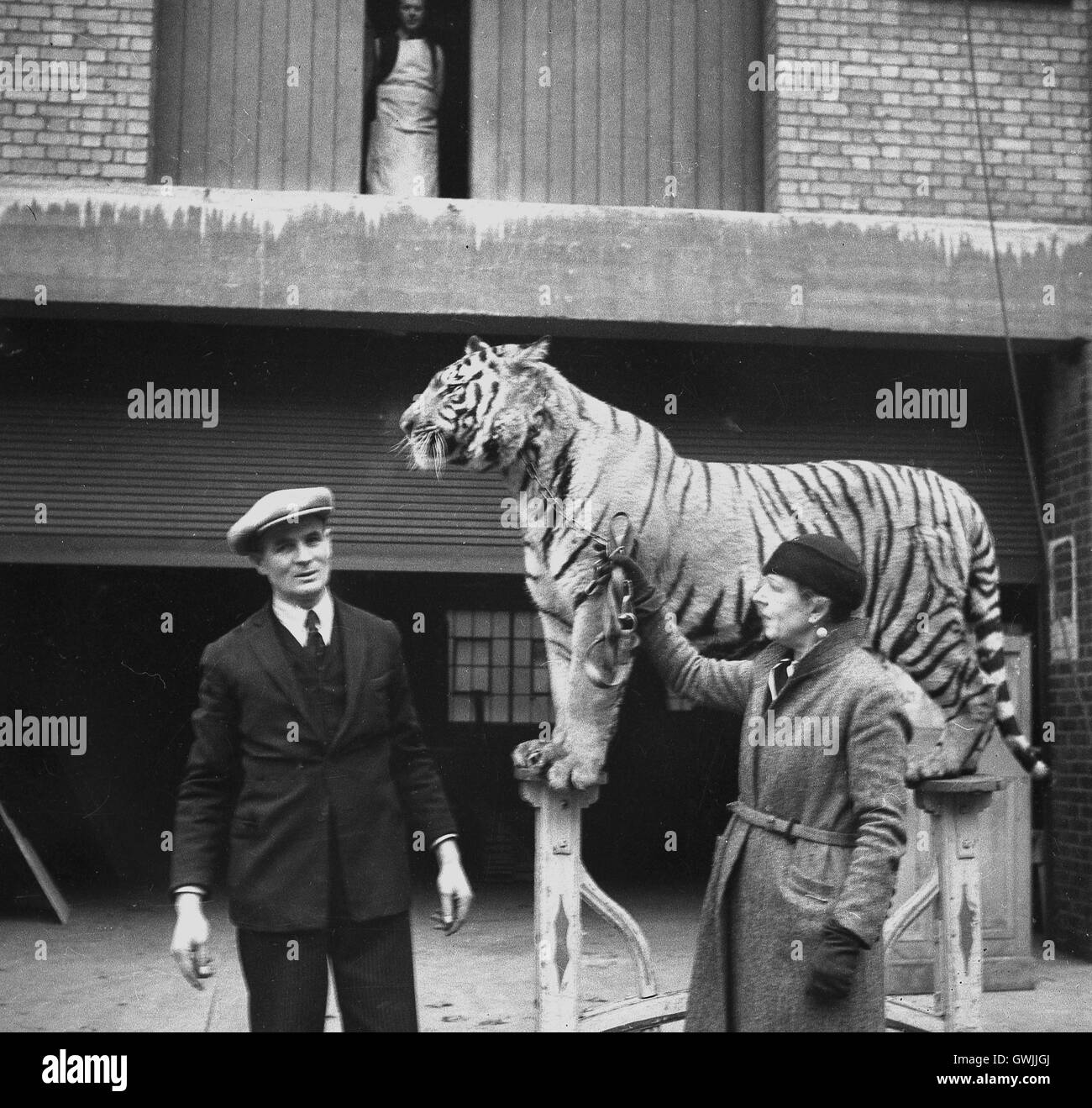 Anni '1940, storico addestratore di animali Kaye Barfield con sua moglie Flormie con la tigre, in piedi fuori da un'entrata del magazzino su pali di metallo. Barfield fu uno dei fondatori della sezione americana del Benevolent Order of Tigers, un'organizzazione di uomini del circo. Foto Stock