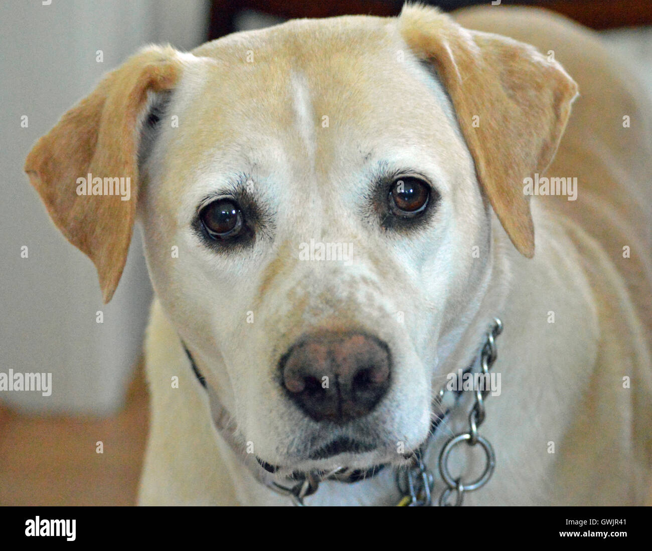 Trattamento viso completo ritratto di una luce colorata cane con occhi marroni. Il cane è un giallo laboratorio di razza mista femmina. Foto Stock