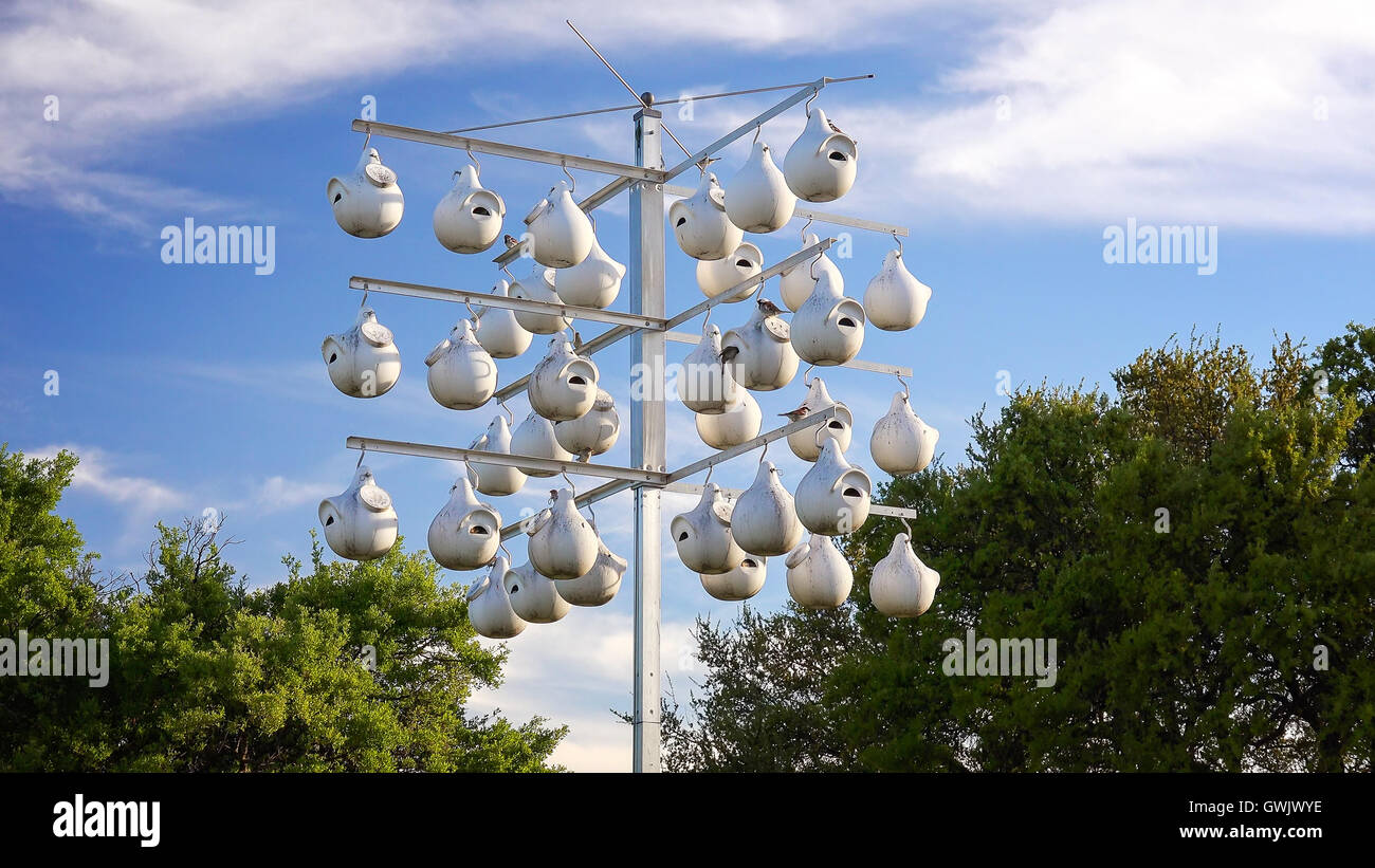 Gli uccelli volare in bianco a forma di zucca di uccelli case appeso su un palo in Texas Foto Stock