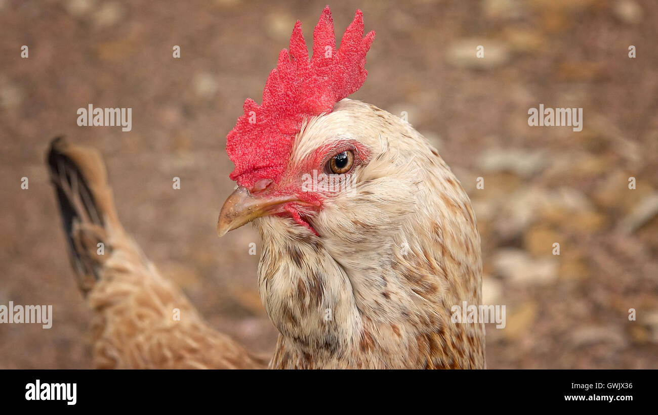 Primo piano di un pollo della testa e del rosso, pettine carnosi Foto Stock