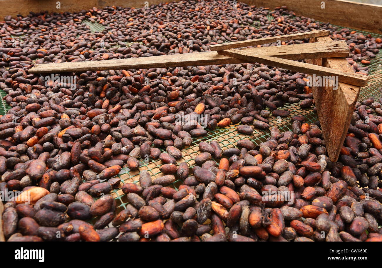 Chicchi di cacao sparsi per il processo di essiccazione Foto Stock