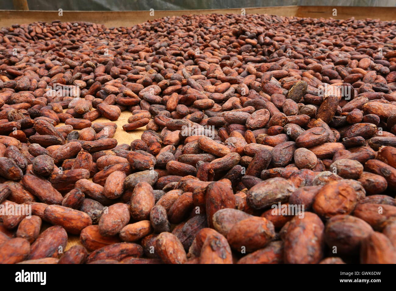 Chicchi di cacao sparsi per il processo di essiccazione Foto Stock