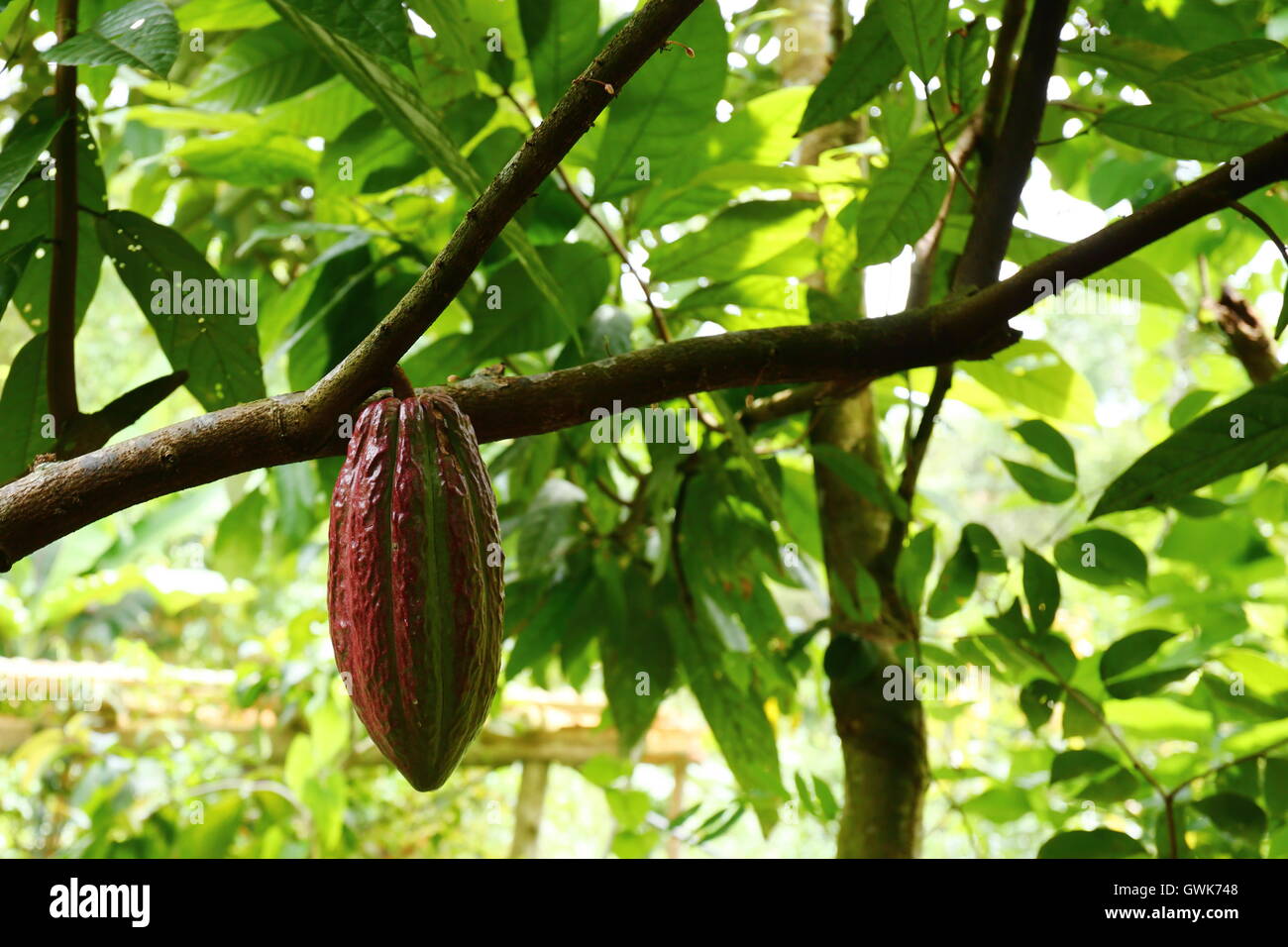 Frutto di cacao che cresce su un albero di cacao in Costa Rica Foto Stock