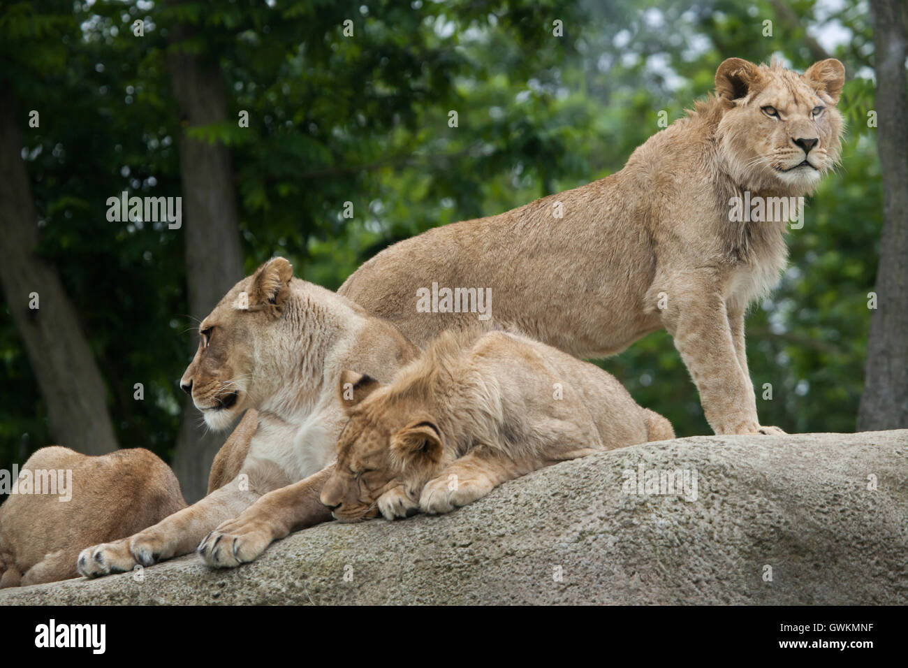 Leonessa con due bambini lions maschio (Panthera Leo) a Vincennes Zoo a Parigi, Francia. Foto Stock