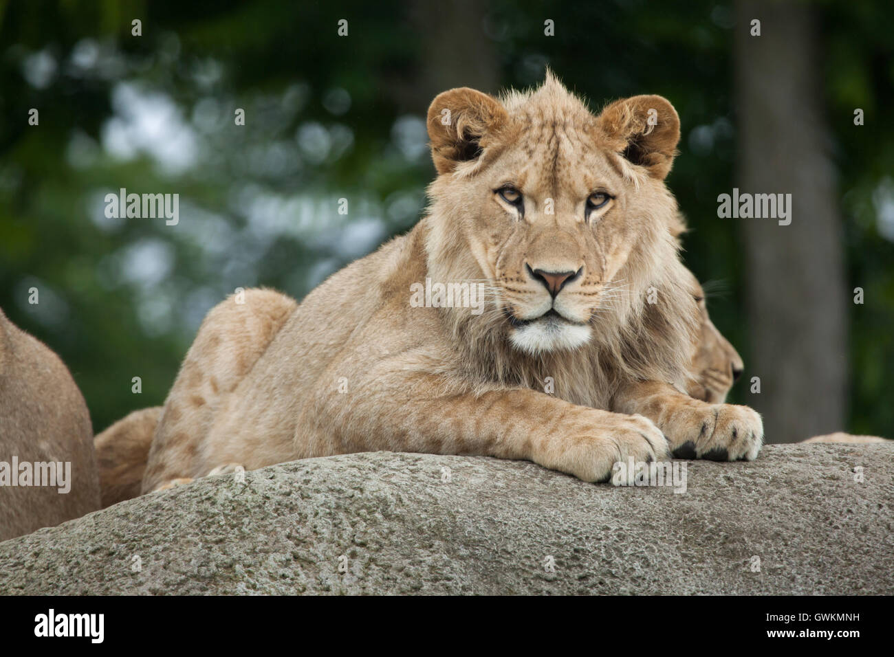 I capretti maschio (lion Panthera Leo) a Vincennes Zoo a Parigi, Francia. Foto Stock