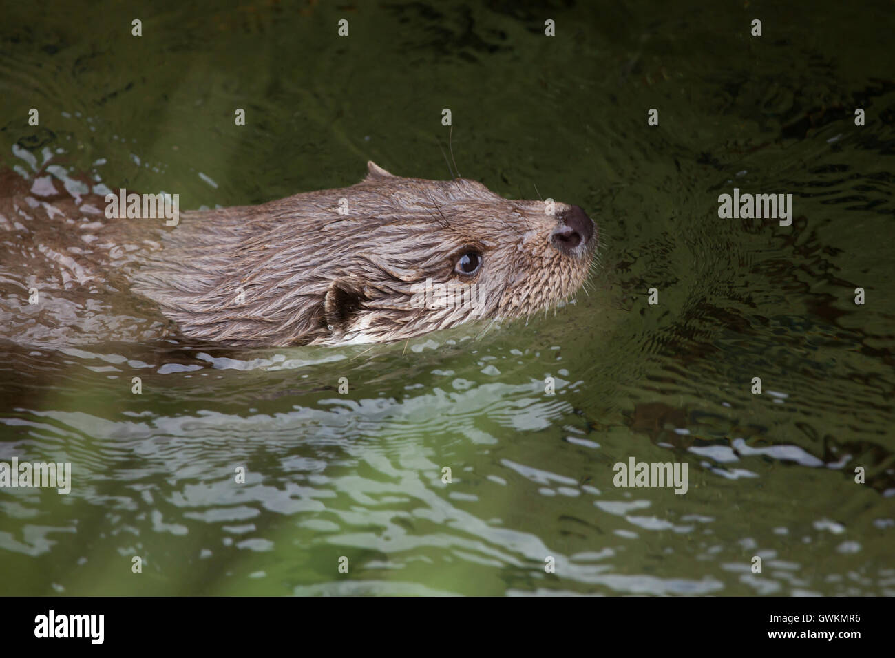 Lontra eurasiatica (Lutra lutra lutra), noto anche come la lontra comune. La fauna animale. Foto Stock