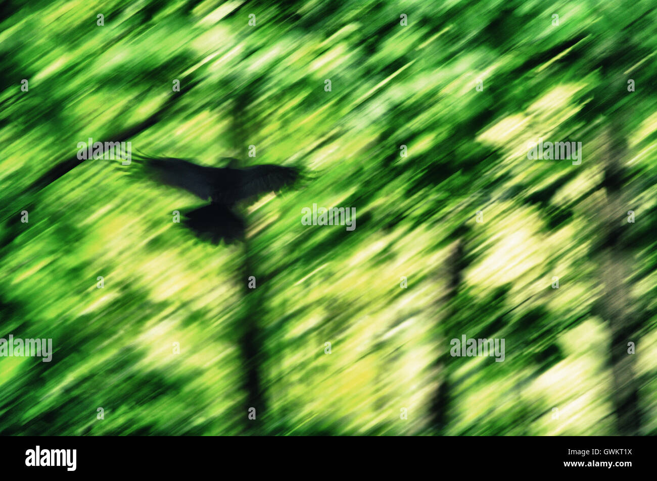 Crow, volare, albero, bird, verde, sul fiume autunno, laghi, carrion, erba, parchi, nero, legno, foresta, inverno, sfondo, ramo Foto Stock
