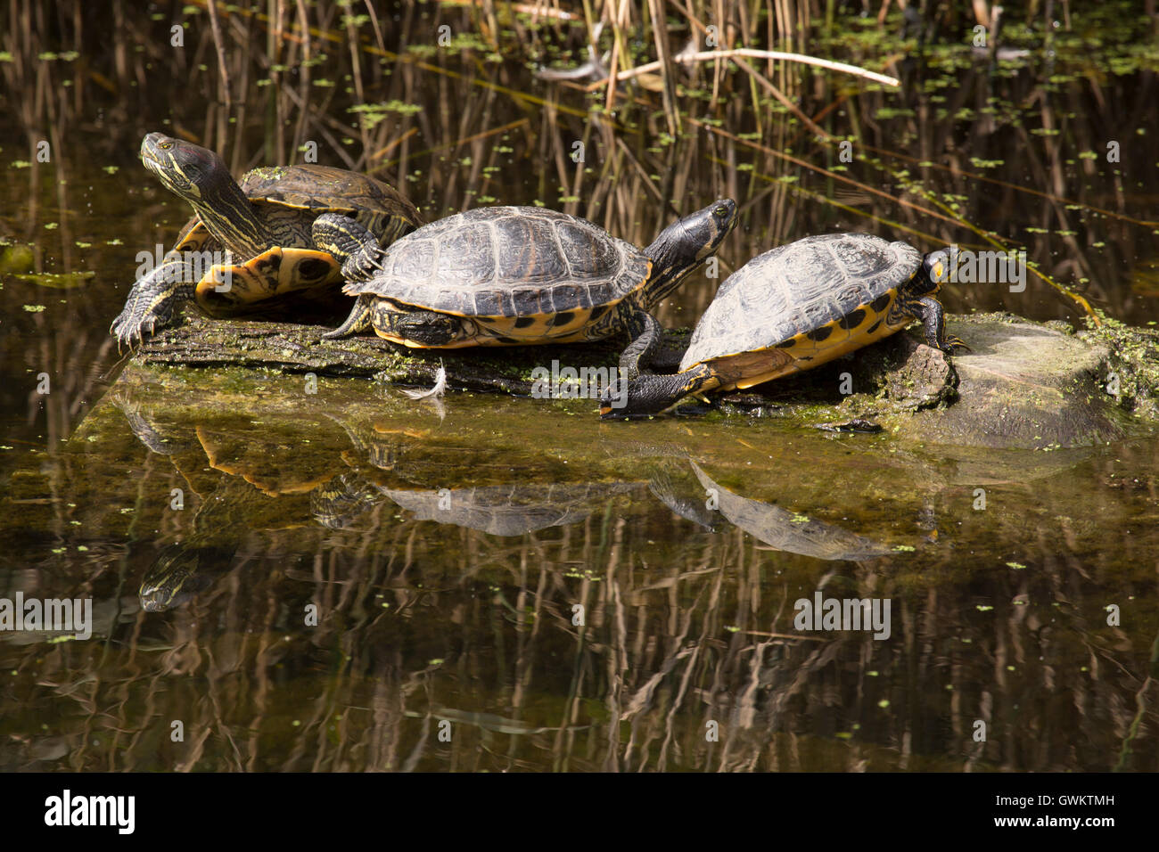 Stagno europea tartarughe (Emys orbicularis) in un canale di Schiedam, Paesi Bassi. Foto Stock