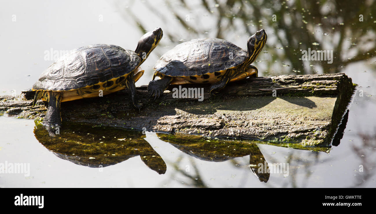 Stagno europea tartarughe (Emys orbicularis) in un canale di Schiedam, Paesi Bassi. Foto Stock
