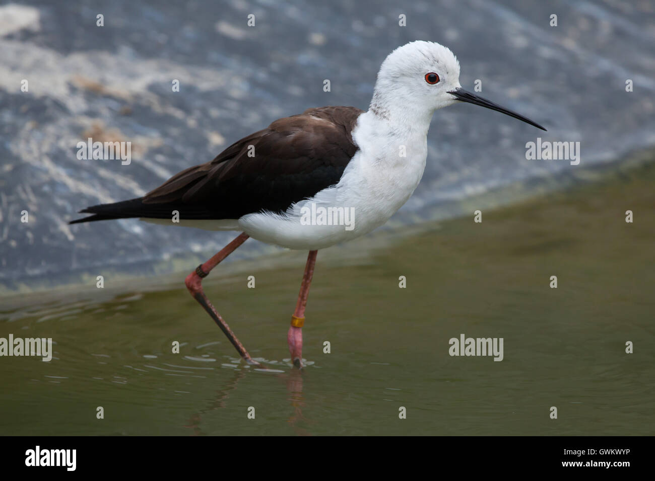 Black-winged stilt (Himantopus himantopus), noto anche come il pied stilt. La fauna animale. Foto Stock