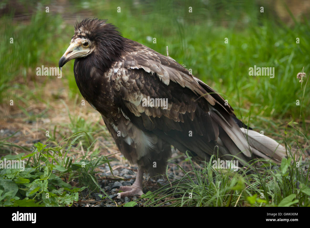 Avvoltoio capovaccaio (Neophron percnopterus), noto anche come scavenger di bianco vulture. La fauna animale. Foto Stock