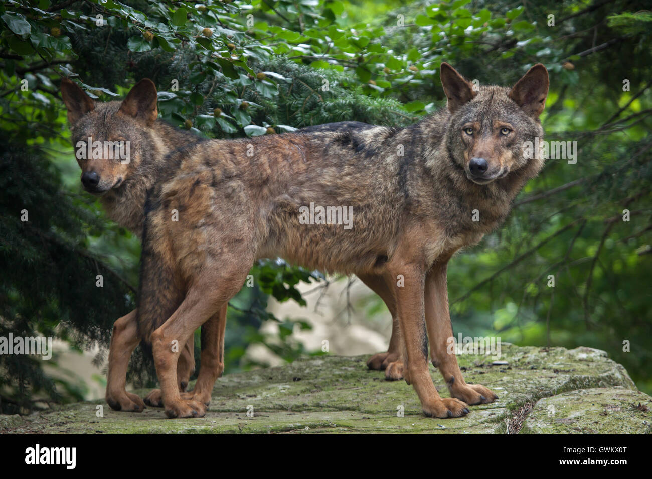 Lupo iberico (Canis lupus signatus) a Vincennes Zoo a Parigi, Francia. Foto Stock