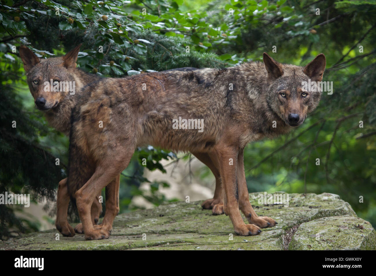 Lupo iberico (Canis lupus signatus) a Vincennes Zoo a Parigi, Francia. Foto Stock