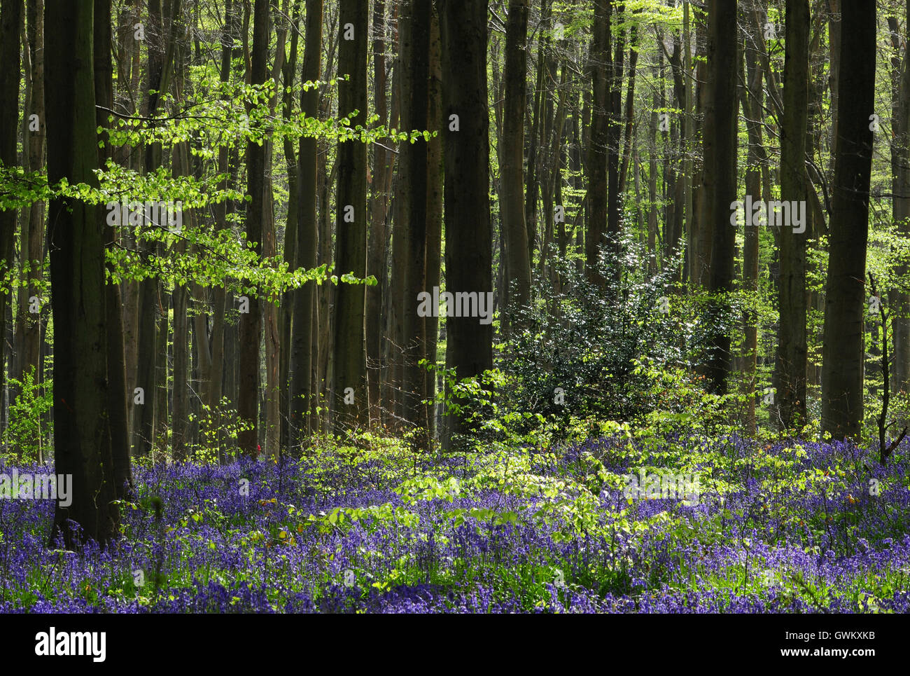 Bluebells nella zona ovest di boschi, Wiltshire, Regno Unito Foto Stock