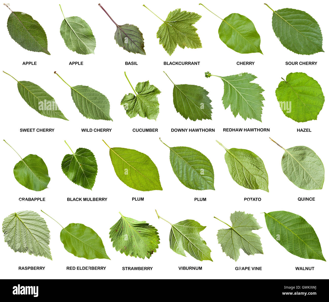 Collage dal verde delle foglie di alberi e arbusti con nomi isolati su  sfondo bianco Foto stock - Alamy