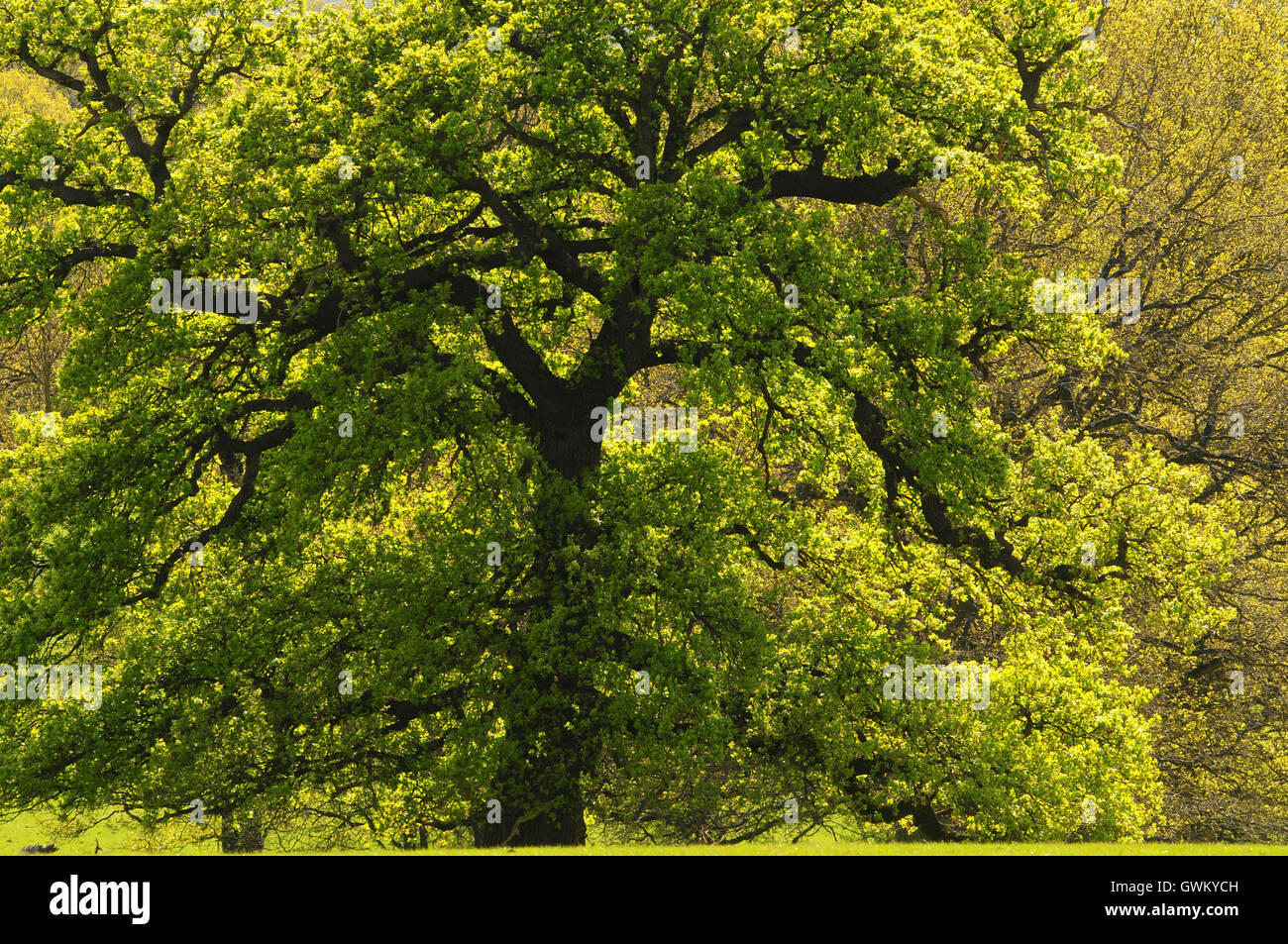 Back lit pedunculate matura quercia a molla. Berkshire, Regno Unito Foto Stock