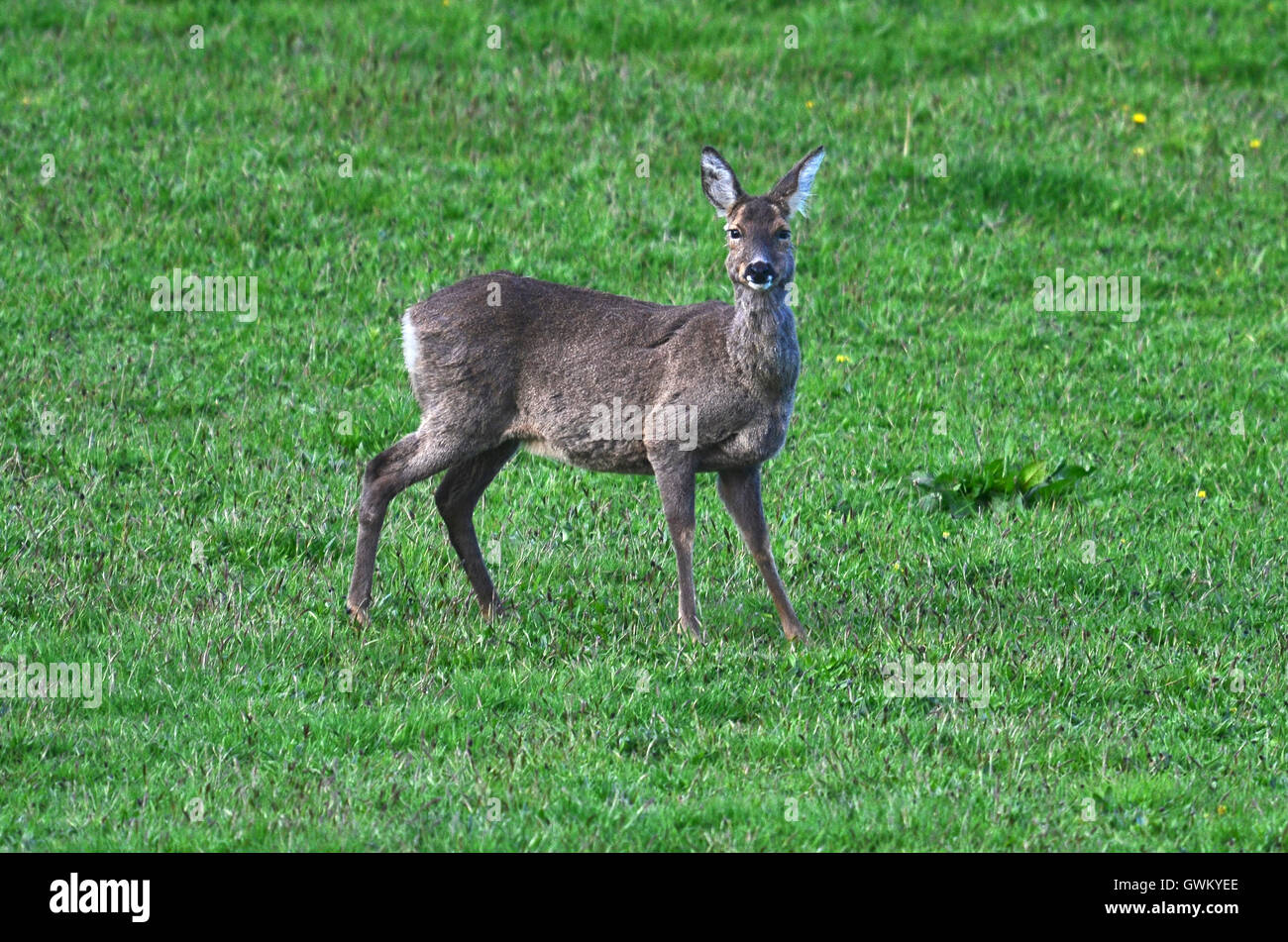 Adulto roe doe, ancora in cappotto invernale in primavera. Dorset, Regno Unito. Aprile Foto Stock