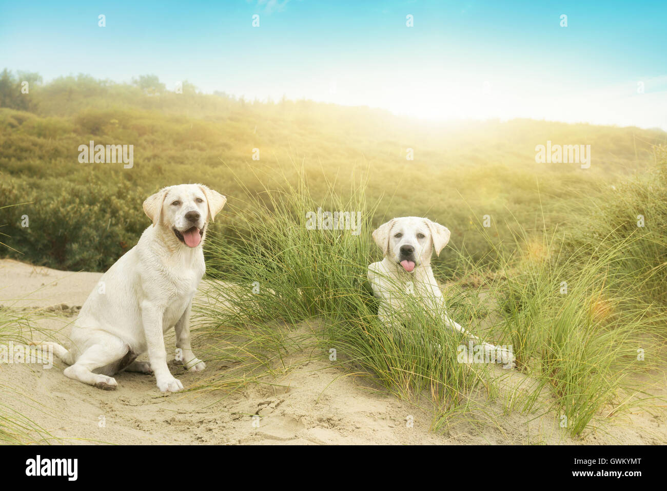 Due graziosi piccoli cuccioli di cane nella parte anteriore di un tramonto su un isola Foto Stock
