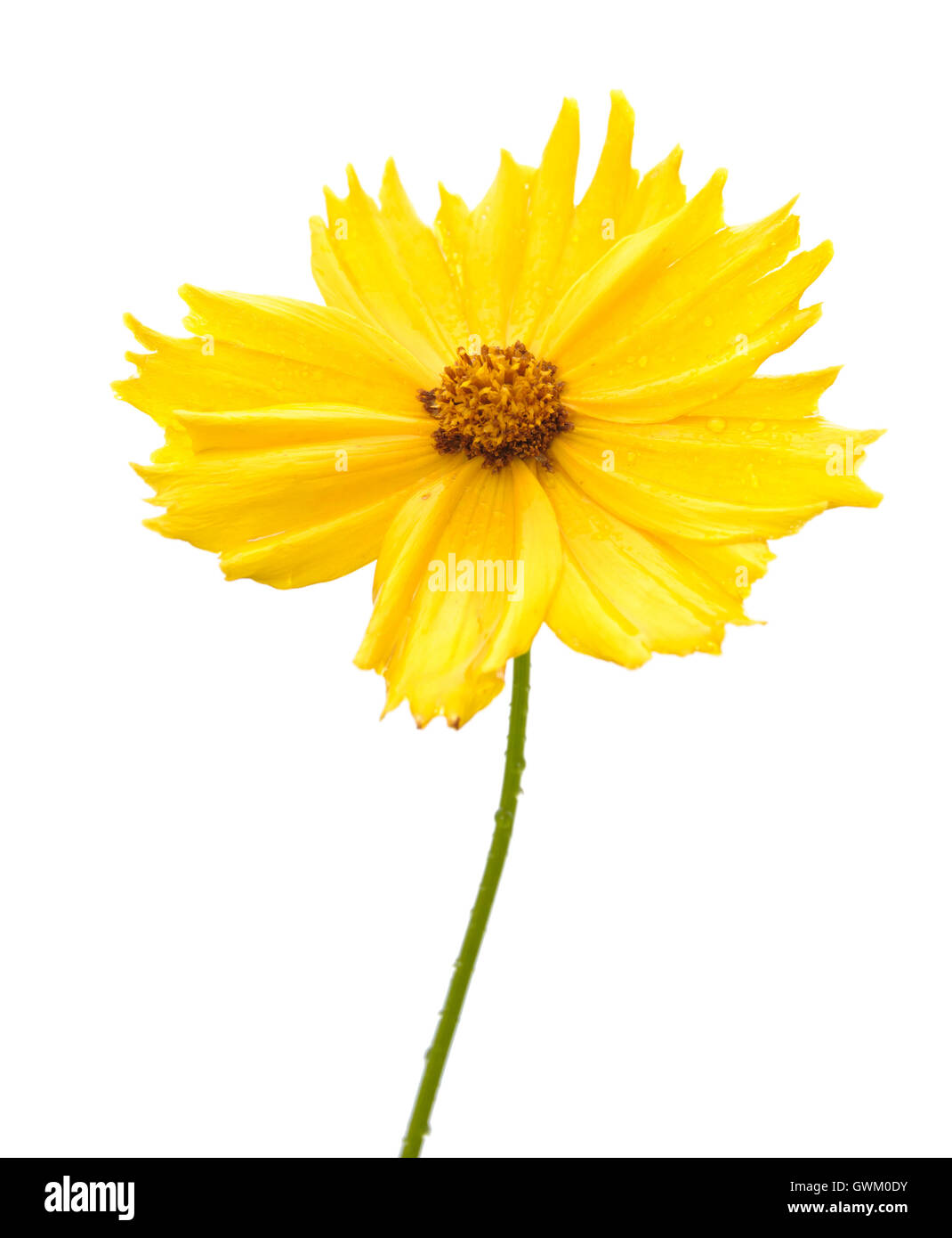 Giallo fiore giardino Coreopsis grandiflora isolato su uno sfondo bianco Foto Stock