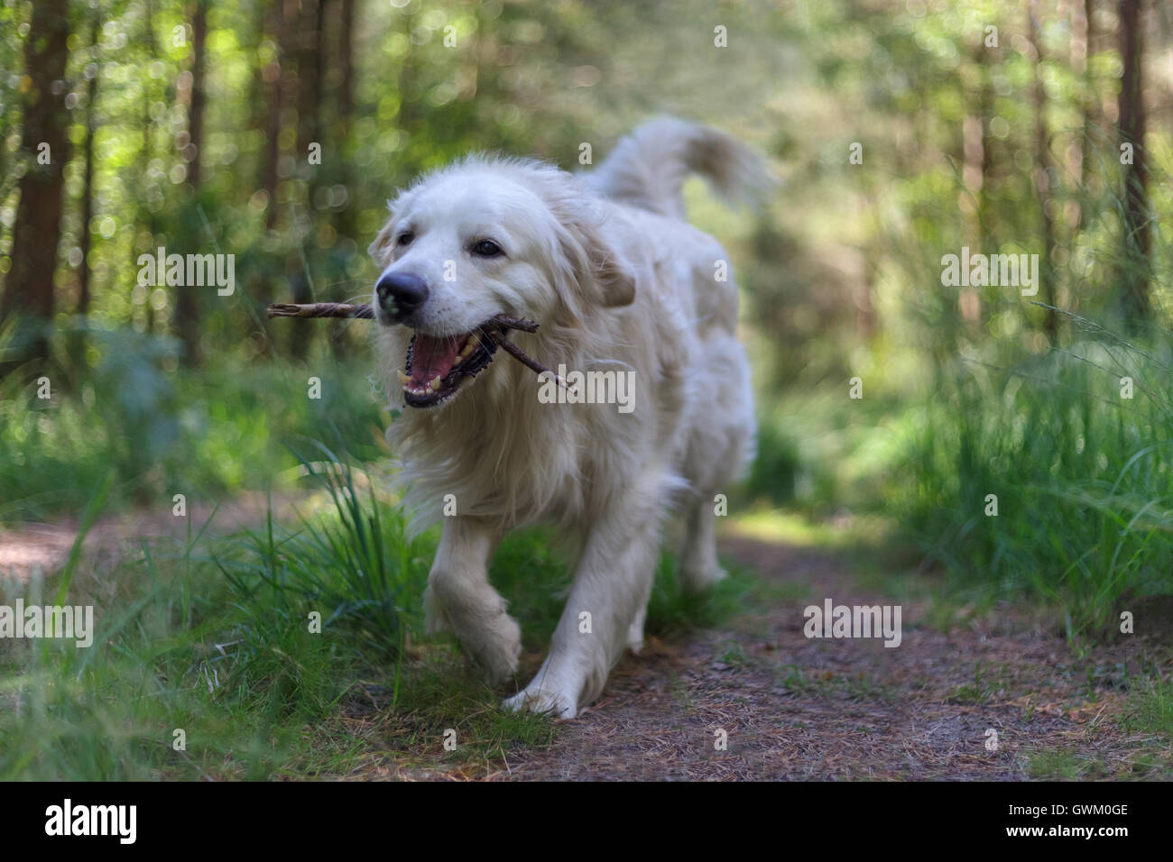 Happy golden retriever cane Foto Stock