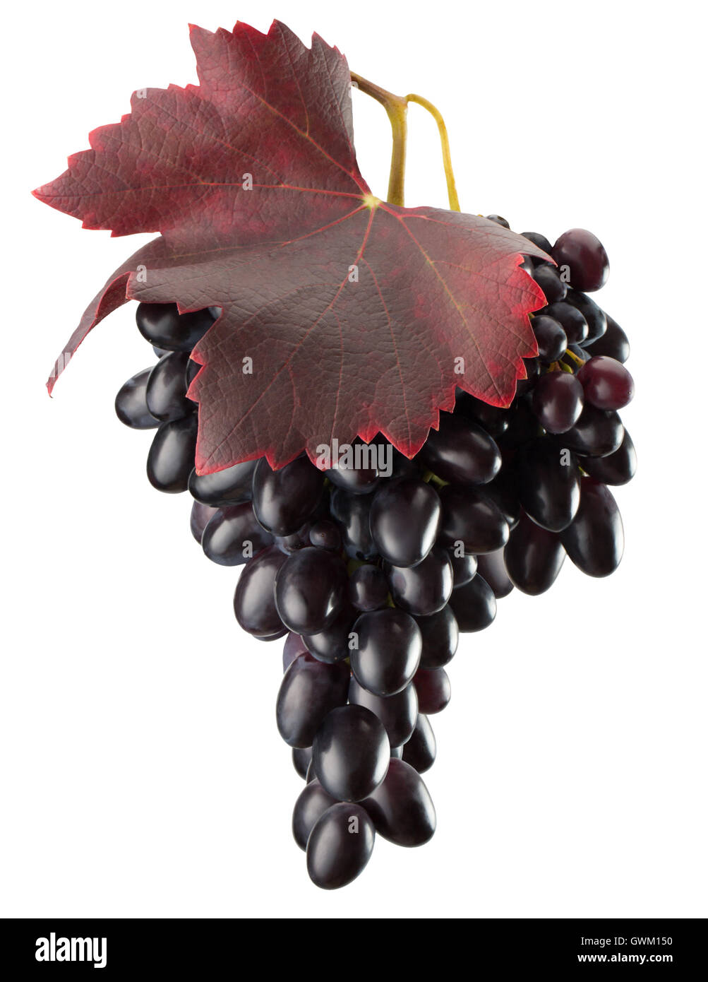 Uve viola isolato su uno sfondo bianco. Foto Stock