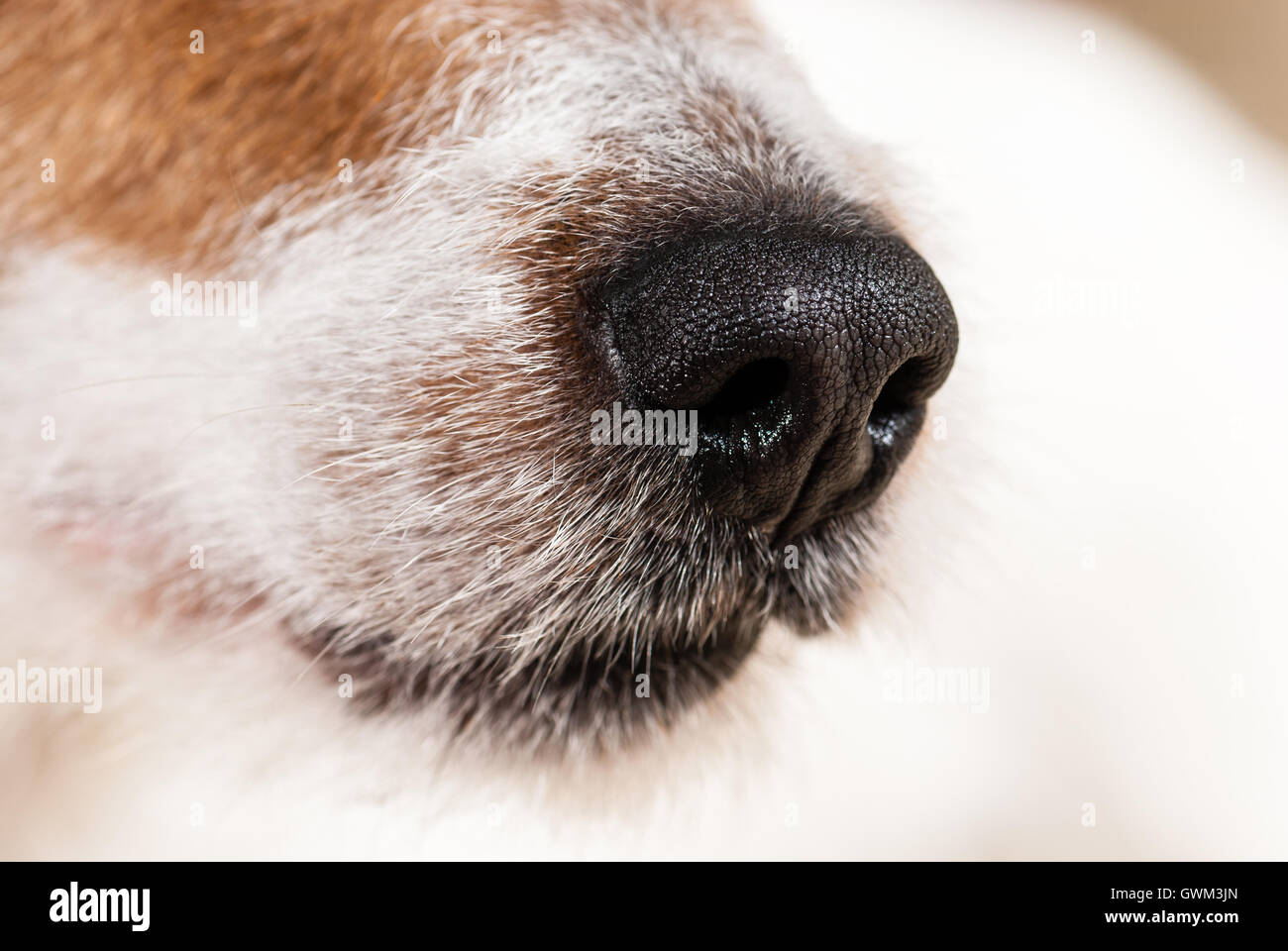 Naso di un cane di razza (close-up texture) Foto Stock