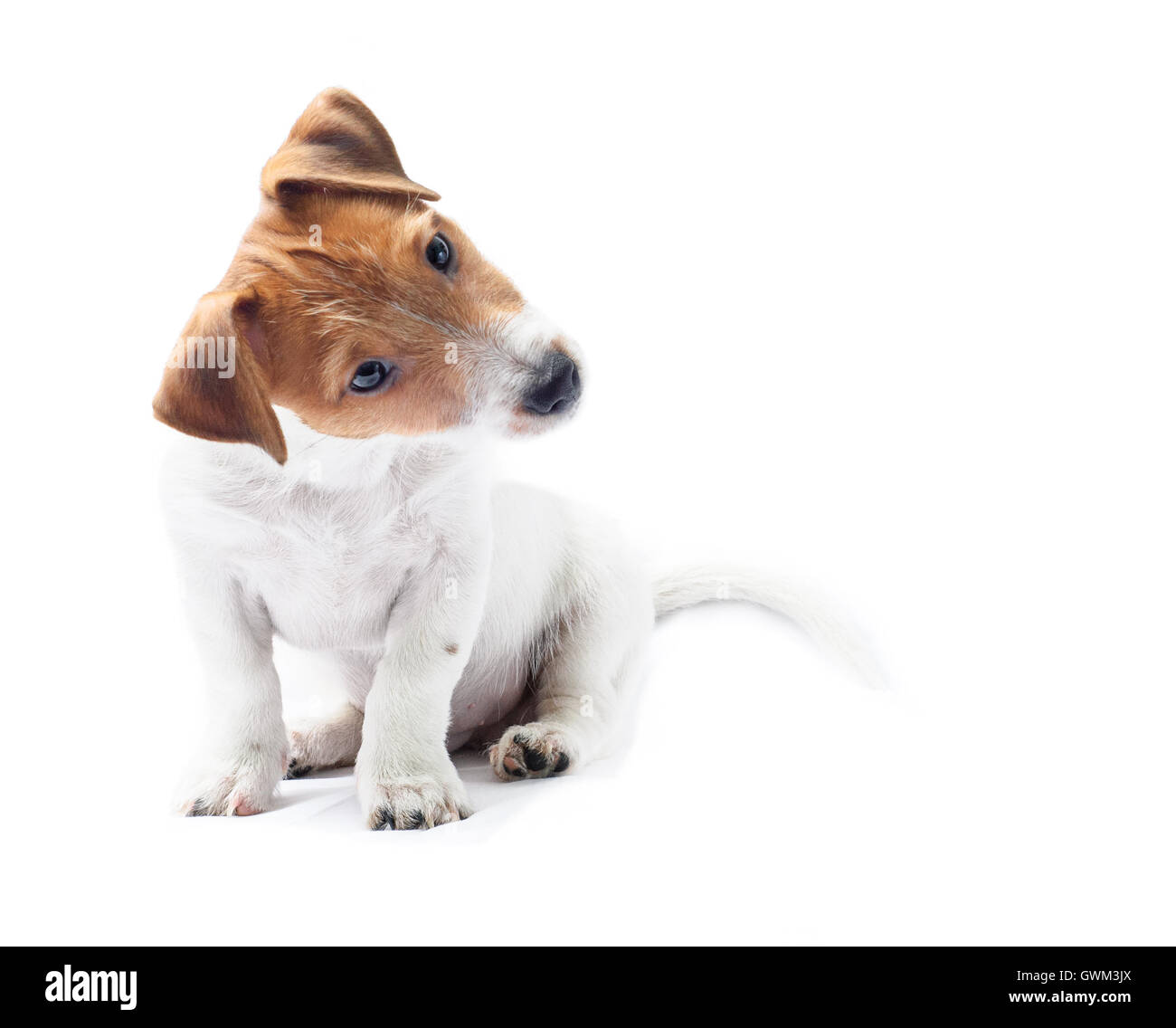 Curioso salotto cucciolo di cane testa inclinabile divertente Foto Stock