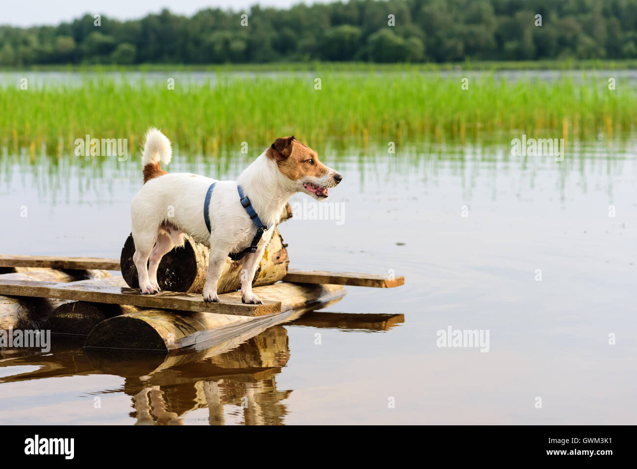 Carino fedele cane in piedi su un molo e in attesa per il proprietario Foto Stock