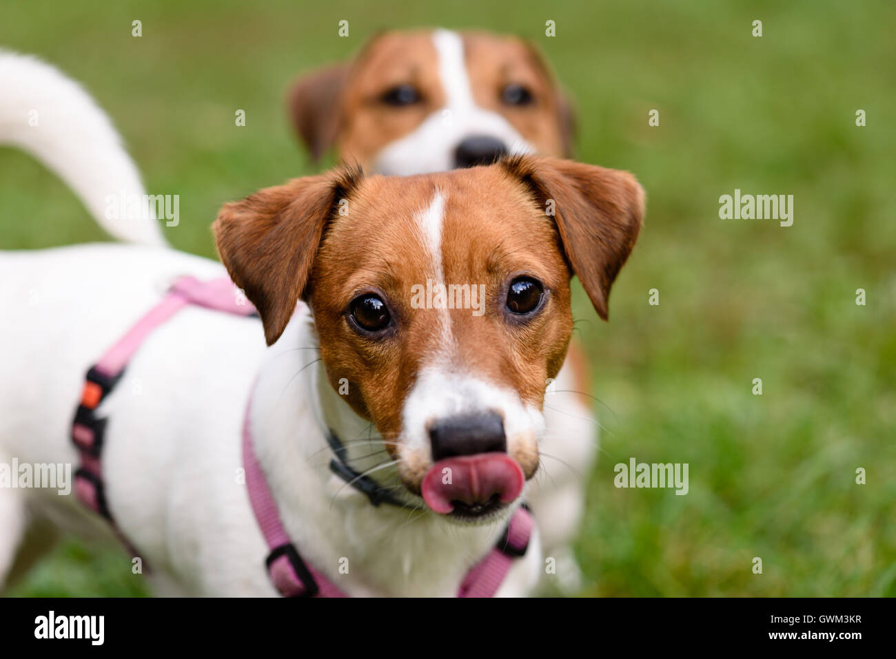 Due cani divertenti guardando la fotocamera Foto Stock