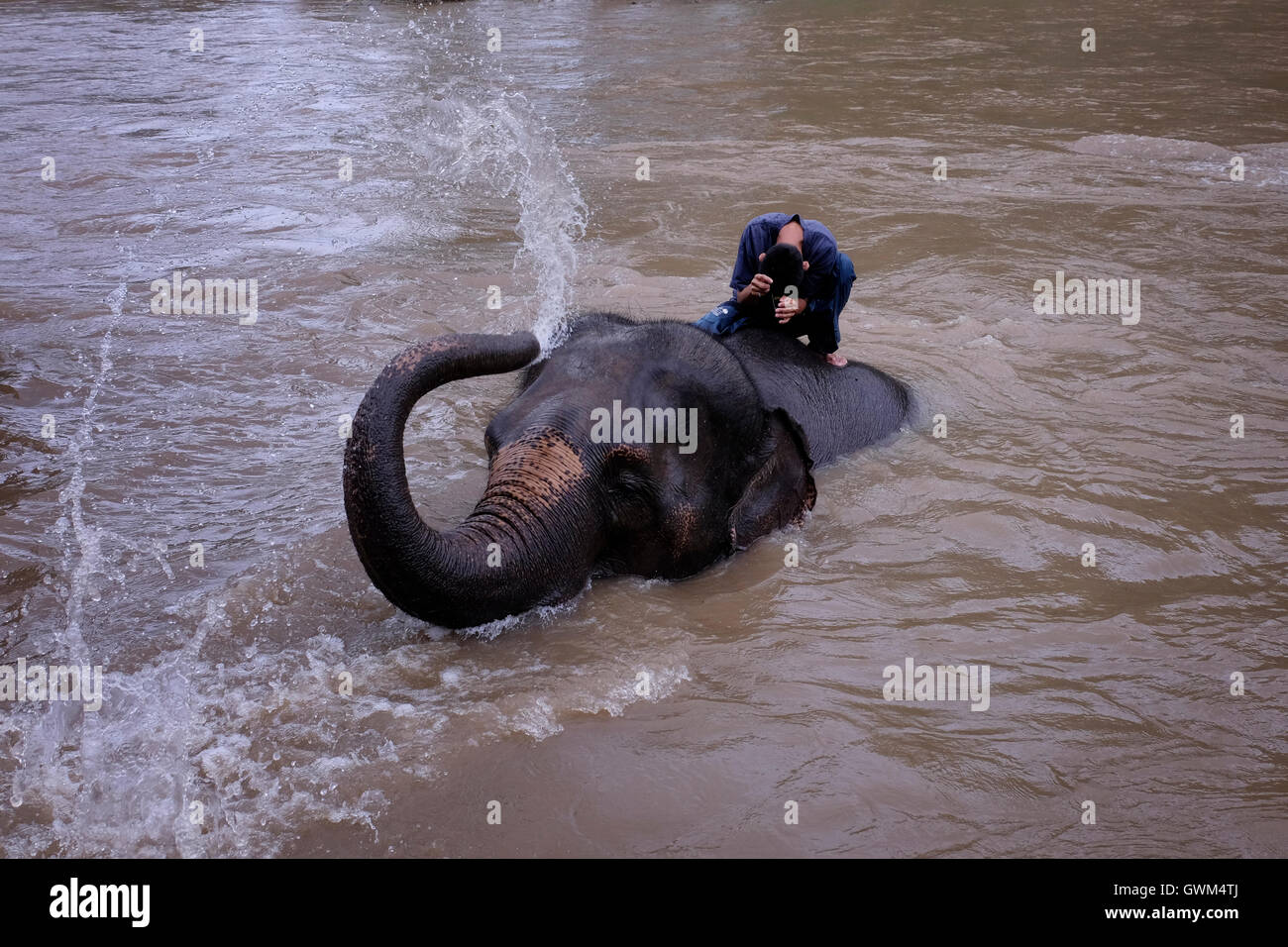 Un elefante che spruzzava acqua sulla schiena e gioca con un mahout nel fiume Pai nella provincia di Mae Hong Son, Thailandia del Nord Foto Stock