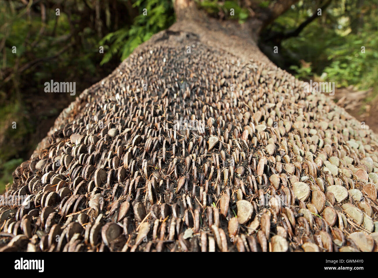 Monete martellate dentro un albero caduto a trunk Tarn Hows, Lake District,Cumbria. Foto Stock