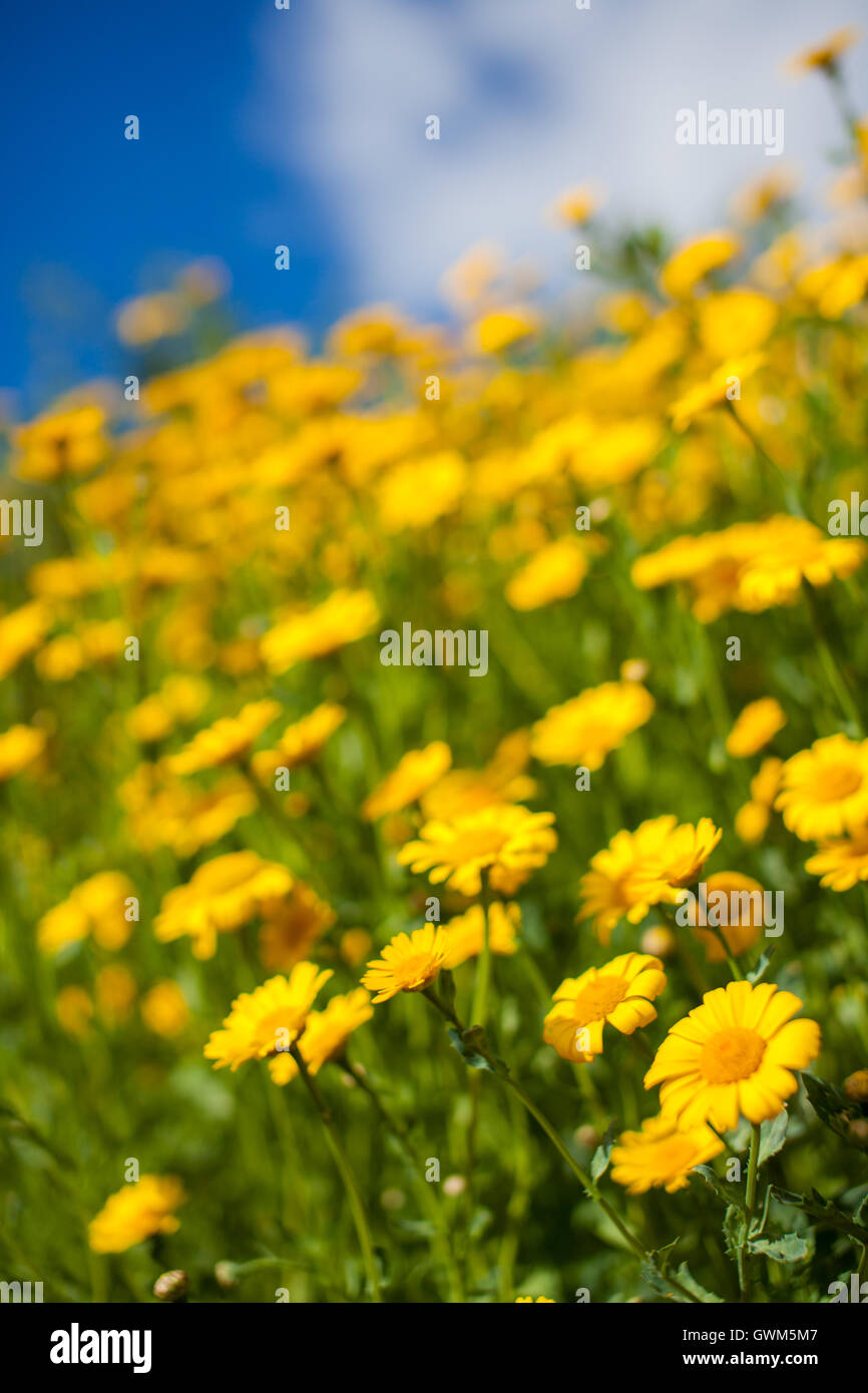 Close-up di un bel colore giallo aster fiori di campo in un campo in Inghilterra Foto Stock