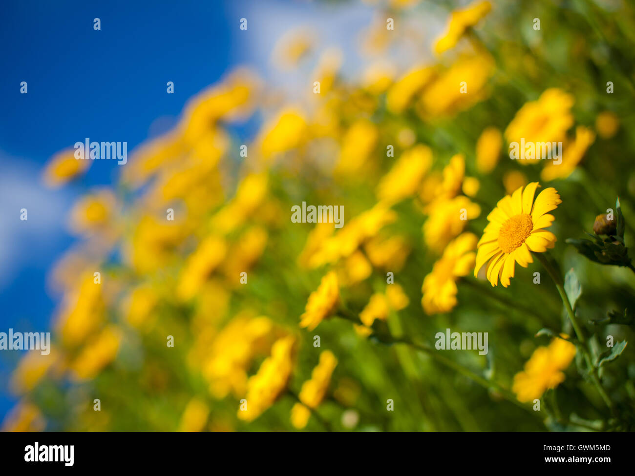 Close-up di un bel colore giallo aster fiori di campo in un campo in Inghilterra Foto Stock