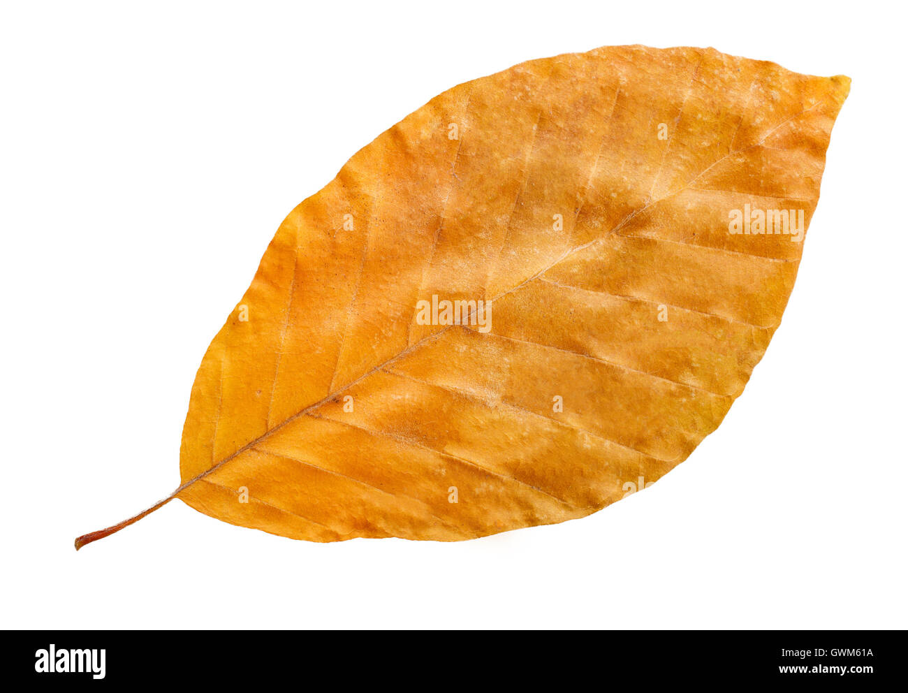 Giallo autunno foglia caduta isolato su bianco, modo nel percorso Foto Stock