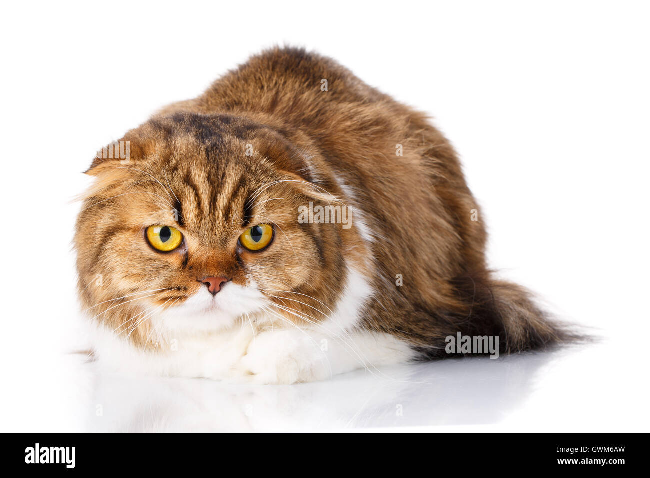 Bella Scottish Fold Gatto sdraiato su sfondo bianco Foto Stock