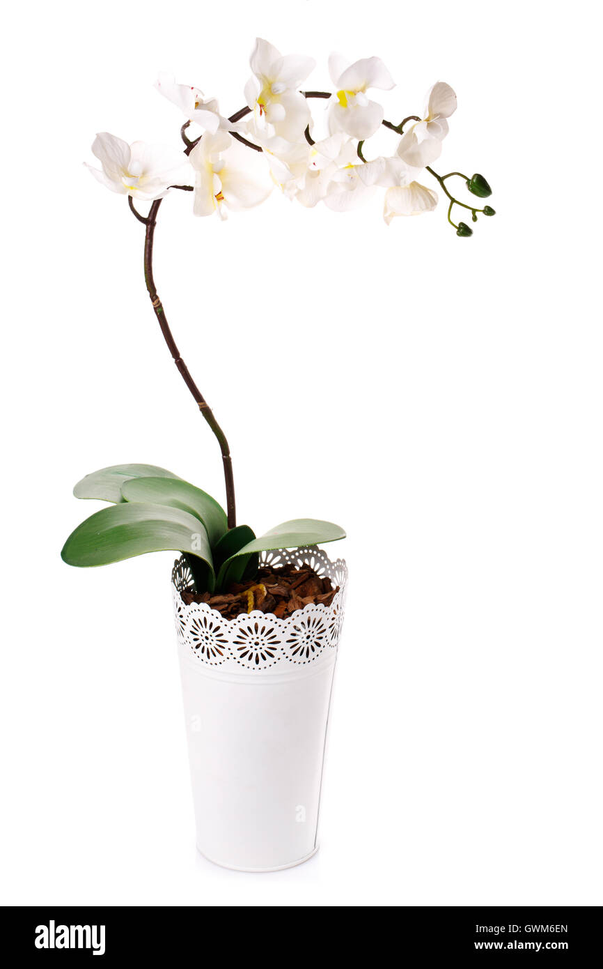 Orchid pianta in un vaso da fiori isolati su bianco Foto Stock