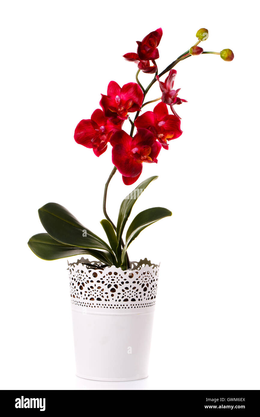 Orchid pianta in un vaso da fiori isolati su bianco Foto Stock