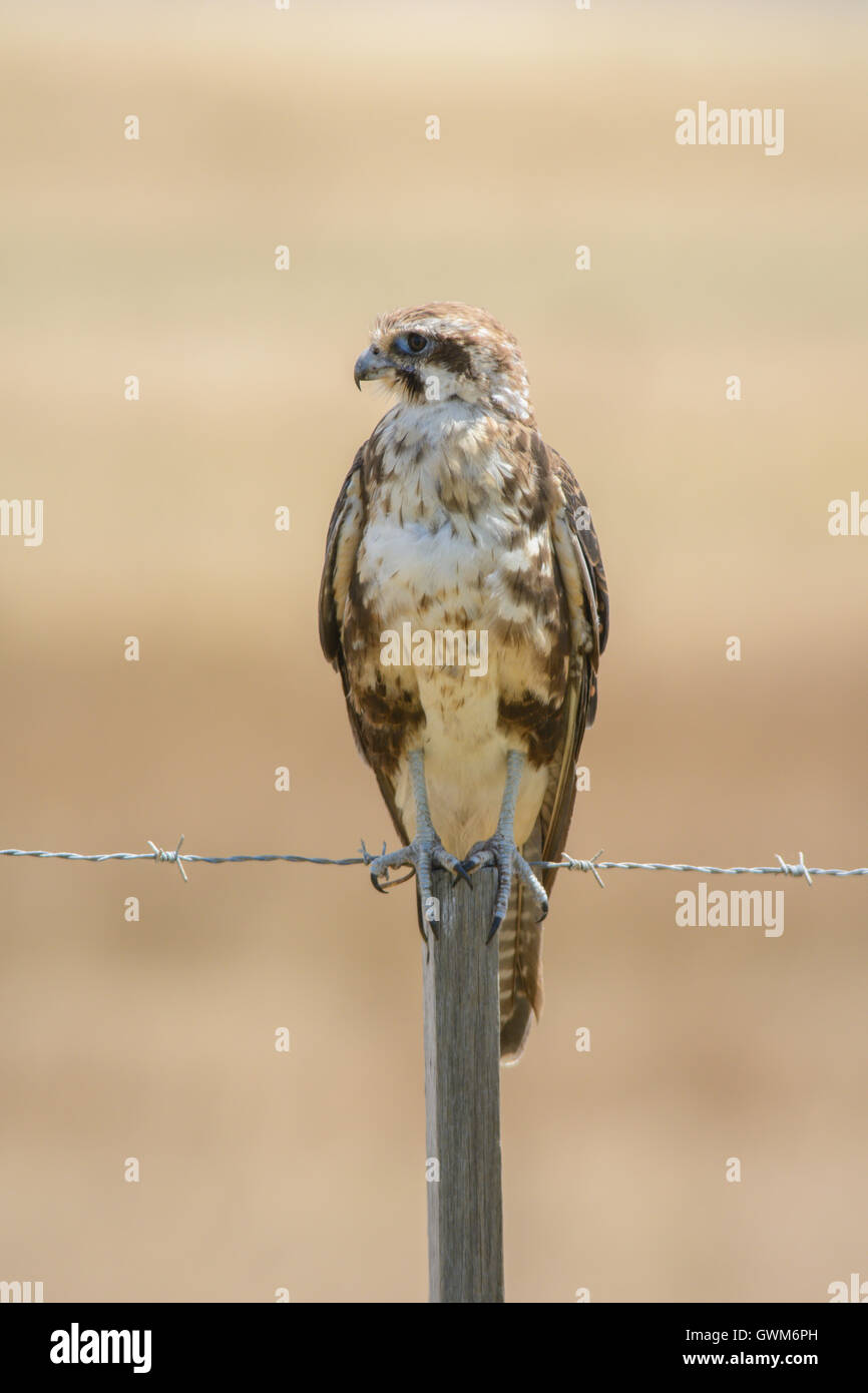Brown Falcon appollaiato Foto Stock