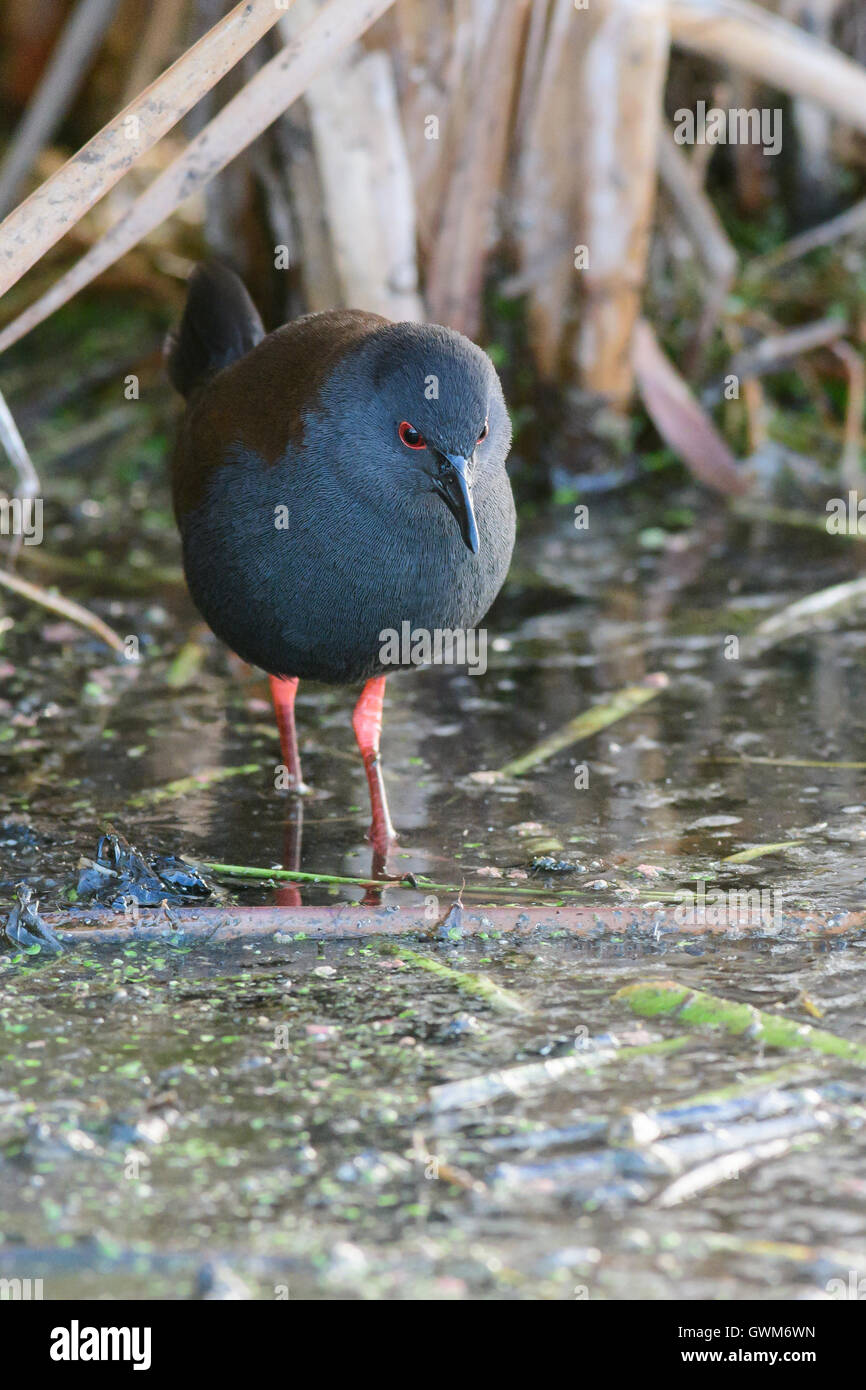 Schiribilla pulitissima. Foto Stock