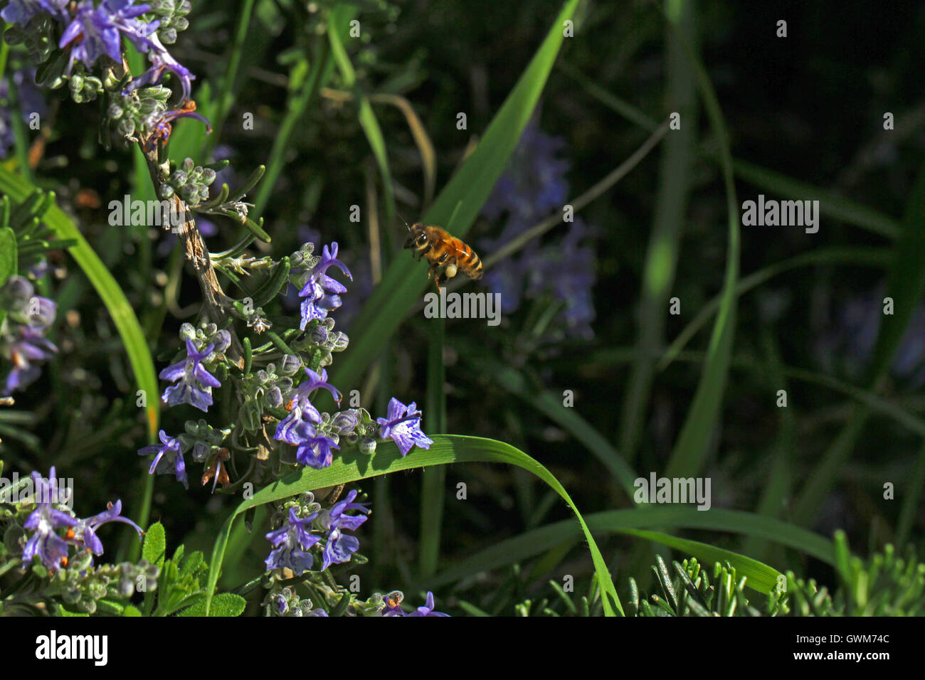 Honey Bee apis mellifera volare da fiore di rosmarino rosmarinus officinalis metà del volo per raccogliere il polline in Italia da Ruth Swan Foto Stock