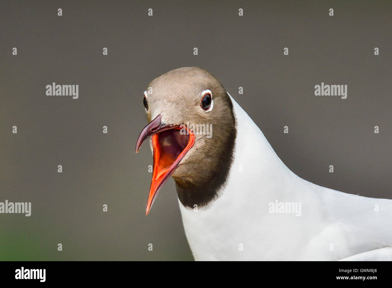 A testa nera gabbiano Foto Stock