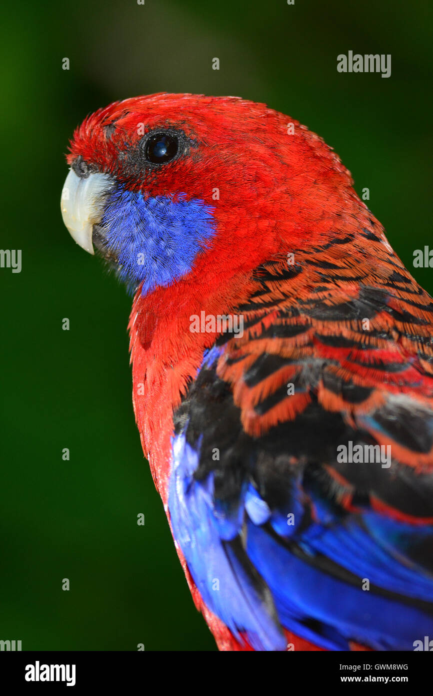 Crimson Rosella profilo laterale. Foto Stock