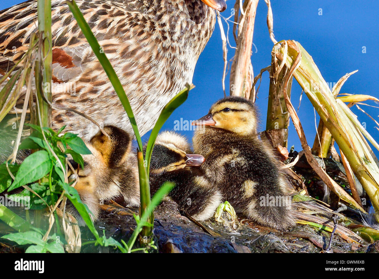 Mallard anatroccolo Foto Stock